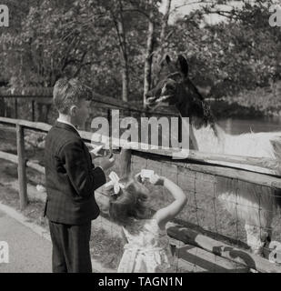 1960 s, historischen, einen Jungen und Mädchen an ein Tier innerhalb eines Gehäuses in Crystal Palace Park Farm in South London, England, UK. Stockfoto