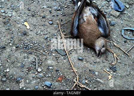 Vögel, die auf der Seite der Straße starb durch einen Autounfall verursacht Stockfoto