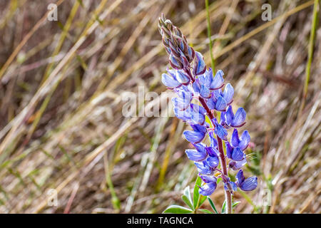 Nahaufnahme von Lupin Blumen blühen in den Hügeln von South San Francisco Bay Area, trockenes Gras im Hintergrund; Santa Clara County, Kalifornien Stockfoto