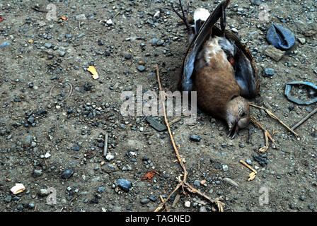 Vögel, die auf der Seite der Straße starb durch einen Autounfall verursacht Stockfoto