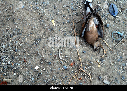 Vögel, die auf der Seite der Straße starb durch einen Autounfall verursacht Stockfoto