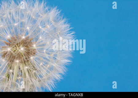 Löwenzahn Samen Kopf Blowball schließen bis auf Blau abstrakt Hintergrund Stockfoto