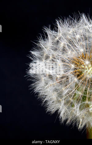 Löwenzahn Samen Kopf Blowball schließen bis auf abstrakten Hintergrund Stockfoto