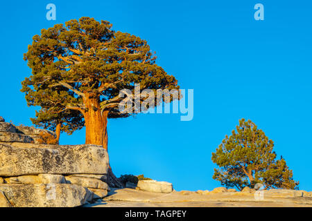 Western Wacholder bei Oldsted Point, in der Nähe der Tioga Pass, Yosemite NP, California, von Bill Lea/Dembinsky Foto Assoc Stockfoto