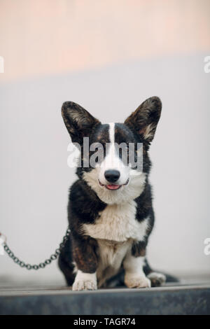 Welsh Corgi Cardigan lächelnd puppy dog Stockfoto