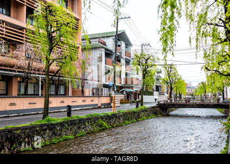 Kyoto, Japan - 10 April, 2019: Gion Distrikt mit Cherry Blossom sakura und Willow Bäume im Frühling mit blühenden Blumen im Garten und Shirakawa Stockfoto