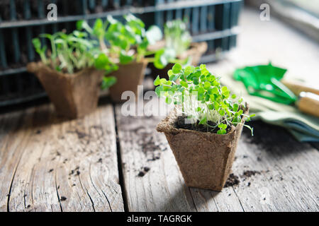 Wachsende Sämlinge von Garten Pflanzen, die zum Anpflanzen, Sprossen aus Rucola im Vordergrund. Stockfoto