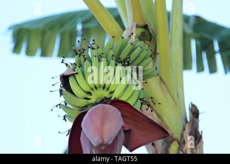 Cluster von grünen Bananen wachsen am Baum in den Tropen Stockfoto