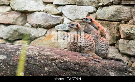 Gruppe von Eingebettet einfrieren Erdmännchen in die gleiche Richtung Stockfoto