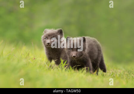 Arctic Fuchs (Vulpes lagopus) Jungen in der Wiese, Island. Stockfoto