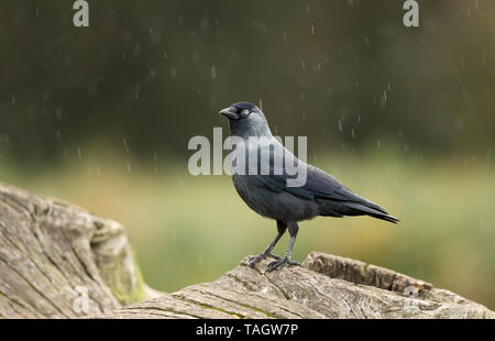 Nahaufnahme eines westlichen Dohle (Coloeus monedula) auf einem Baum in der Regen anmelden. Stockfoto