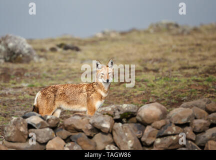 In der Nähe von gefährdeten äthiopischen Wolf (Canis simensis) - canid beheimatet im Äthiopischen Hochland, Bale Berge, Äthiopien. Stockfoto