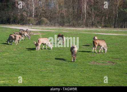 Elenantilopen Beweidung auf grünem Gras auf der Wiese im Park Stockfoto