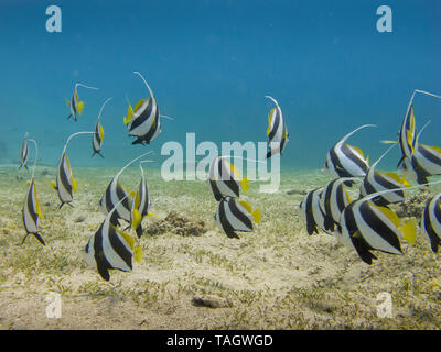 Schule Wimpelfische (Heniochus diphreutes) Unterwasser am Tauchplatz Wimpelfische Bucht von Dahab, Ägypten. Stockfoto