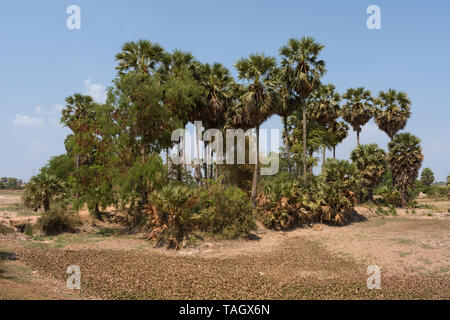 Palm Oasis in ländlichen Landschaft in Battambang, Kambodscha Stockfoto