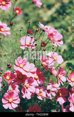 Schöne rosa cosmos Blumen im Sonnenlicht Stockfoto