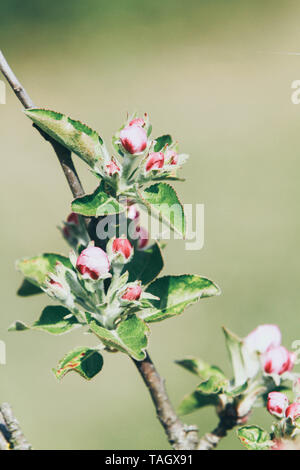 Detail eines blühenden apple Zweig Stockfoto
