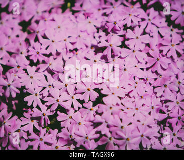 Nahaufnahme von rosa Blüten Stockfoto