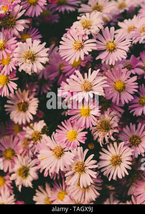 Paar schöne rosa Daisy Flowers Stockfoto