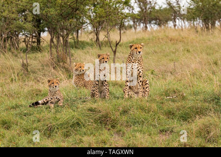 Cheetah-Familiengruppe, die vor Preyi in der Masai Mara, Kenia sitzt Stockfoto