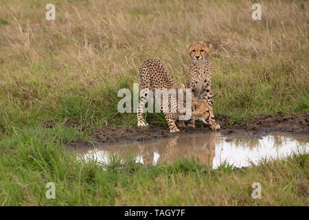 Zwei Geparden, die am Wasserloch tranken, spiegelten sich im Wasser im Masai Mara, Kenia Stockfoto