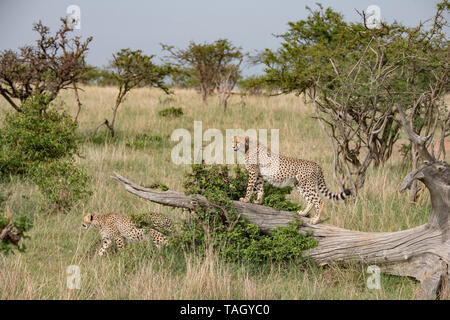 Junger Gepard auf einem Baum mit Blick auf die Masai Mara, Kenia Stockfoto