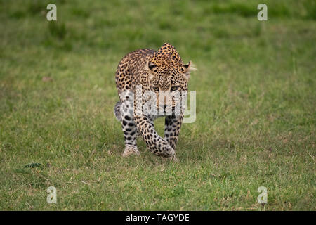 Leopard am Boden, der in Masai Mara, Kenia, stalkt Stockfoto