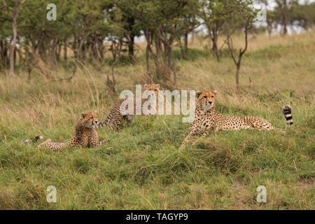 gepard-Gruppe, die sich hinlegt und nach Beute Ausschau hält in Masai Mara, Kenia Stockfoto