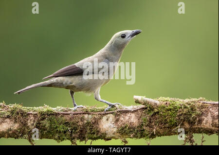 Palmtanager (Thraupis palmarum), Erwachsener auf moosbedecktem Baumstamm Costa Rica 30. März 2019 Stockfoto