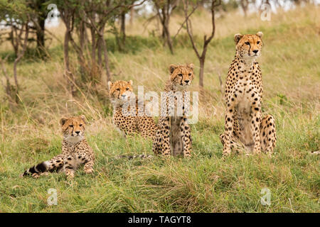 Die Gepardenfamilie sitzt auf der Suche nach Beute in Masai Mara, Kenia Stockfoto