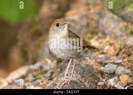 Bräunlich-capped Nachtigall Drossel, Savegre, Costa Rica 4. April 2019 Stockfoto