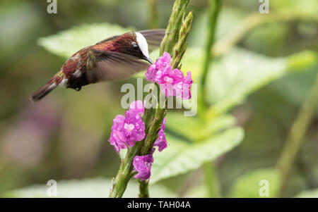 Snowcap, Microchrea albocoronata, männliche Fütterung auf tropische Blume, Reserva El Tapir, Costa Rica, 25. März 2019 Stockfoto