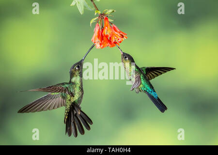 Talamanca Hummingbird oder bewundernswert Kolibri (Eugenes californica) Fütterung auf tropische Blume, Paraiso Quetzales, Costa Rica 5. April 2019 Stockfoto