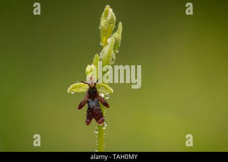 Orchid Fliegen; Ophrys insectifer, Warburg Nature Reserve. Stockfoto