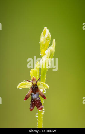 Orchid Fliegen; Ophrys insectifer, Warburg Nature Reserve. Stockfoto