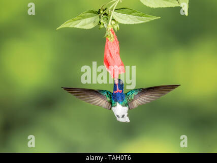 Weiß-necked Jakobinischen Kolibri (mellivora Florisuga), Fütterung auf tropische Blume, Laguna de Lagarto, Costa Rica, 29. März 2019 Stockfoto