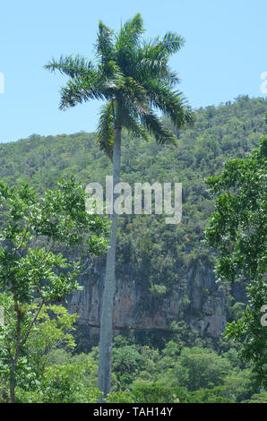 Felder und die bewaldeten Hänge in Guisa Gemeinde (Provinz Granma, Kuba), in der Nähe des Pico de la Bayamesa Nationalpark, südlichen Kuba Stockfoto