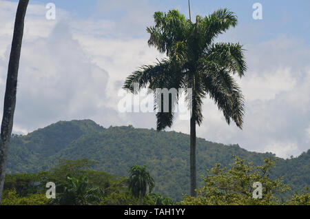 Felder und die bewaldeten Hänge in Guisa Gemeinde (Provinz Granma, Kuba), in der Nähe des Pico de la Bayamesa Nationalpark, südlichen Kuba Stockfoto