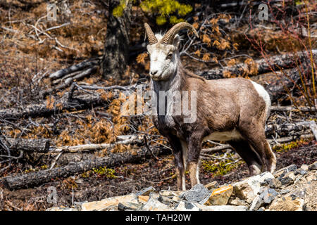 Wütend - Suche ram Stein Schafe auf die Kamera im Yukon Territory Kanada starrte. Stockfoto