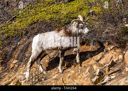 Junge männliche Widder Stein Schafe in der Nähe der Straße auf der Suche nach Salzlagerstätten im Yukon, Kanada Stockfoto