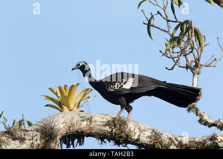 Trinidad Piping Guan (Pipile pipile) lokal bekannt als die pawi, endemisch auf Trinidad ist akut gefährdet. Stockfoto