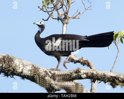 Trinidad Piping Guan (Pipile pipile) lokal bekannt als die pawi, endemisch auf Trinidad ist akut gefährdet. Stockfoto