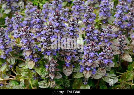 Ajuga reptans Atropurpurea dunkel Lila bugle Spitzen der Violett Blau Blumen glänzend bronze Blätter Stockfoto