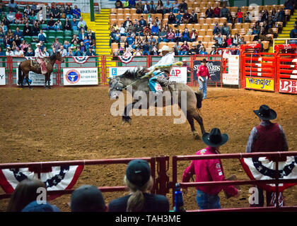 rodeo bucking Bronco Reiten extreme sportliche Veranstaltung, Cowboy in Aktion, wie er versucht, wild Pferd coliseum reiten, fort Worth, Stockyards, Texas, USA Stockfoto