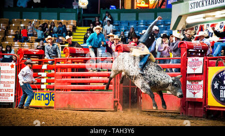 rodeo Stier Reiten, extreme Sportereignis, Cowboy Arm in der Luft, wie er bemüht, große Stier reiten, kolosseum, Fort Worth, Stockyards, Texas, USA, Stockfoto