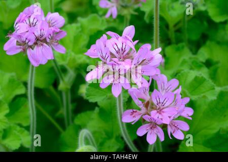 Pelargonium capitatum Rose duftenden Blumen Blume Stockfoto