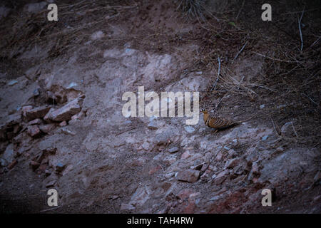 Malte Sandgrouse oder Pterocles Abart in der Nähe der Wasserstelle auf den Durst im Winter an jhalana Wald, Jaipur, Rajasthan, Indien Stockfoto