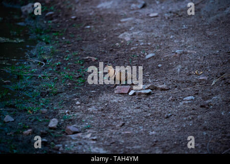 Malte Sandgrouse oder Pterocles Abart in der Nähe der Wasserstelle auf den Durst im Winter an jhalana Wald, Jaipur, Rajasthan, Indien Stockfoto