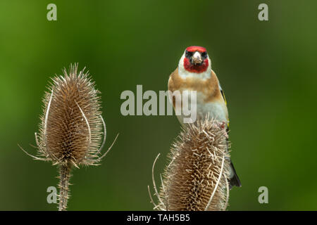 Stieglitz (Carduelis carduelis) Vogel, einem bunten britischen Finch, UK, Fütterung auf karde Samen Stockfoto