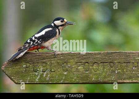 Buntspecht (Dendrocopos major), ein Wald Vogel, im Mai, UK, auf einem öffentlichen Fußweg Zeichen hochgestellt Stockfoto